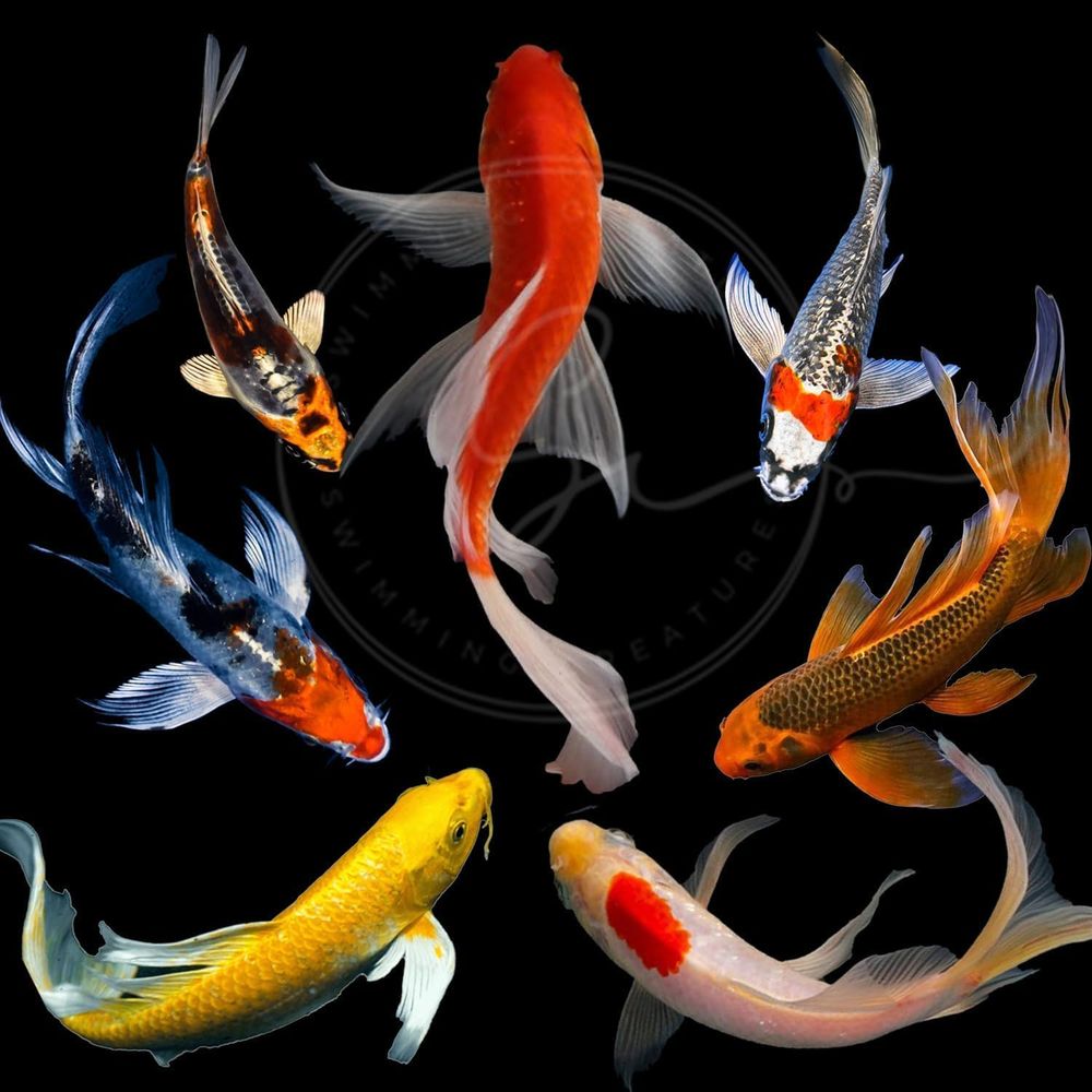 Aquarium Fish Koi - Diverse kleuren levende Koi vissen voor