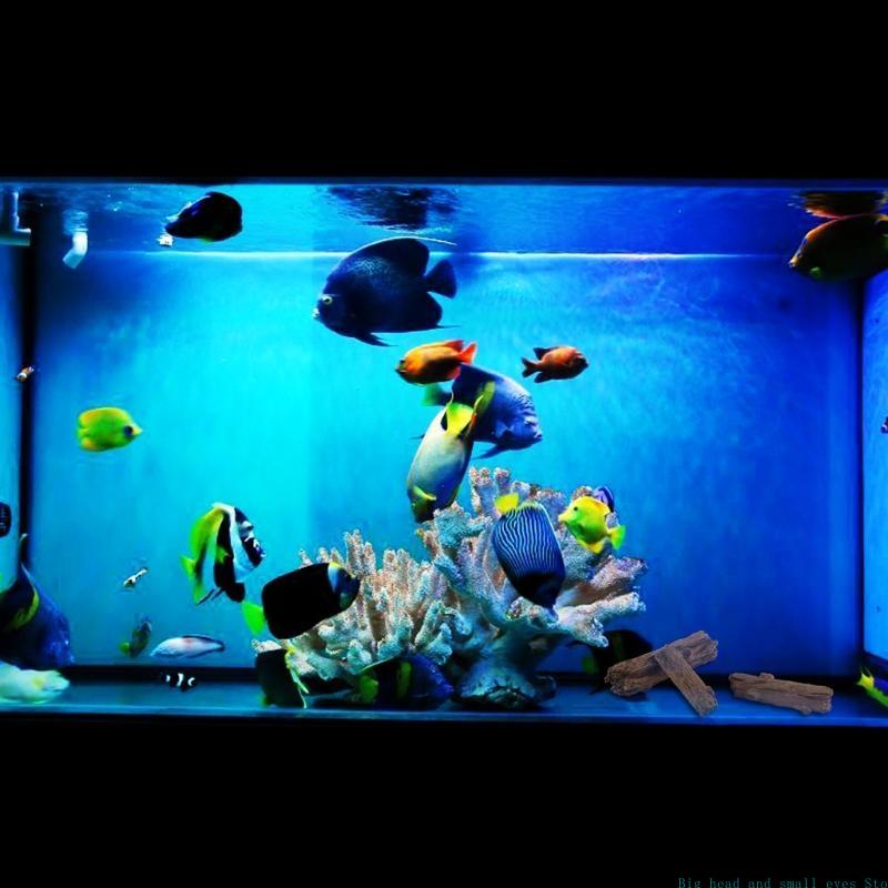 Aquarium Decoratie Boomstam Lo - Aquarium Fish Cichlid recensie en prijs