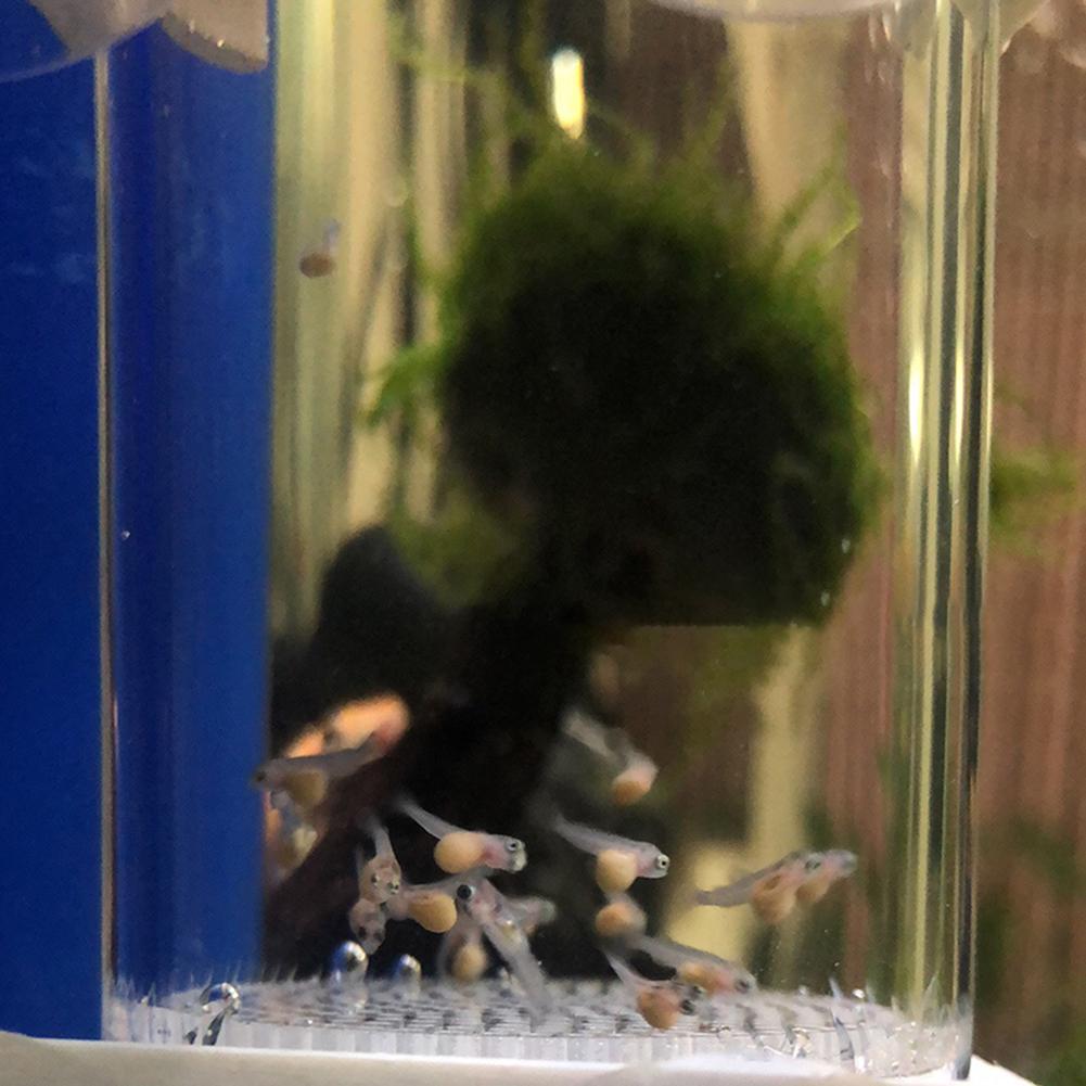 40mm Incubator Visbroederij Ei - Aquarium Fish Cichlid recensie en prijs